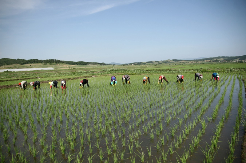 人工除草_副本.jpg 人工除草_副本.jpg