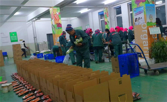 23. 农业总公司包装车间现场_副本.jpg 23. 农业总公司包装车间现场_副本.jpg