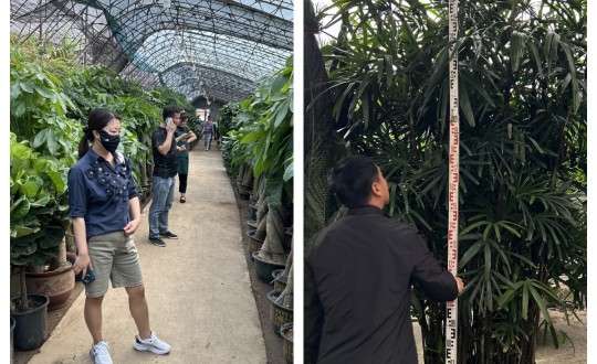 12.园林公司对绿植市场进行考察和调研_副本.jpg 12.园林公司对绿植市场进行考察和调研_副本.jpg